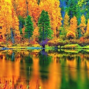 Meet your Posher, Wayne